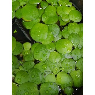 Bèo nhật thủy sinh