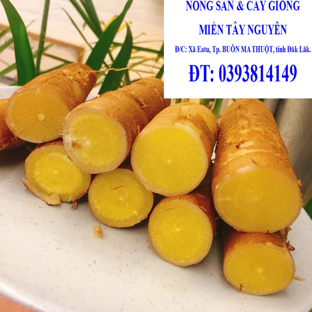 RUỘT VÀNG DẺO [ TƯƠI, SẠCH, AN TOÀN, NHÀ TỰ TRỒNG trong rẫy cà phê ]