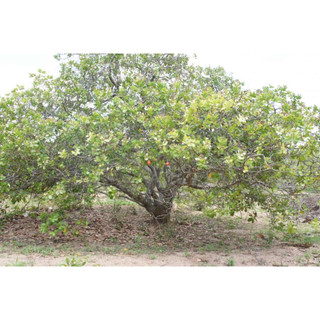 Cây giống điều đỏ (cây hạt điều đỏ)( CÂY GIỐNG EAKMAT HÒA THẮNG )