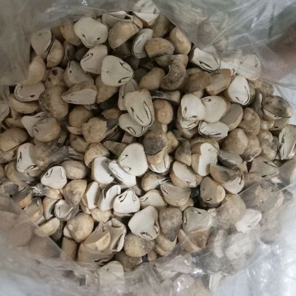 Nấm Rơm Búp Chẻ Đôi Sấy Thăng Hoa 250g