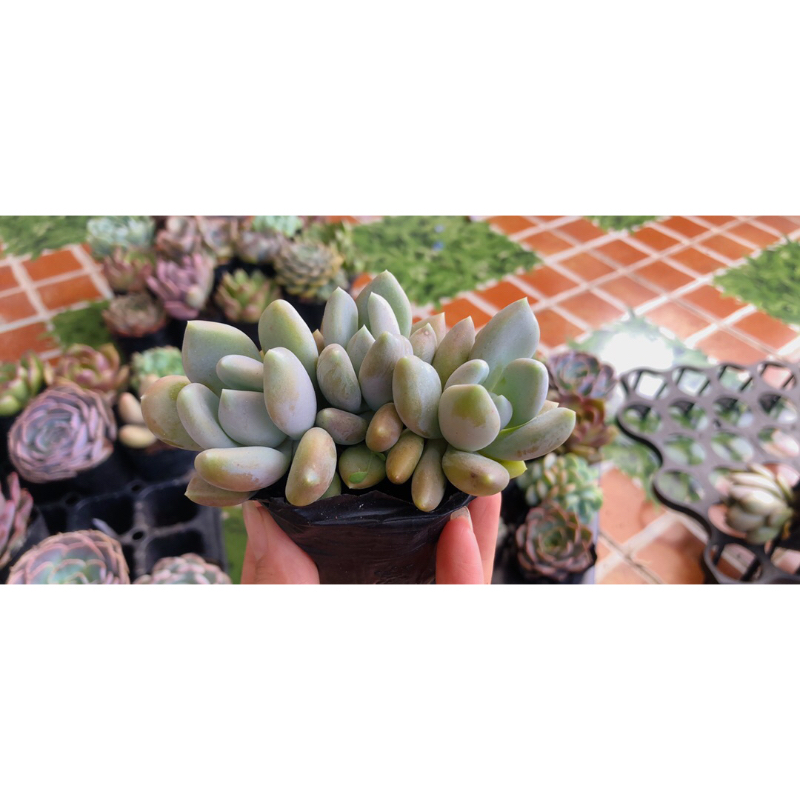 Sen đá sỏi cánh mập