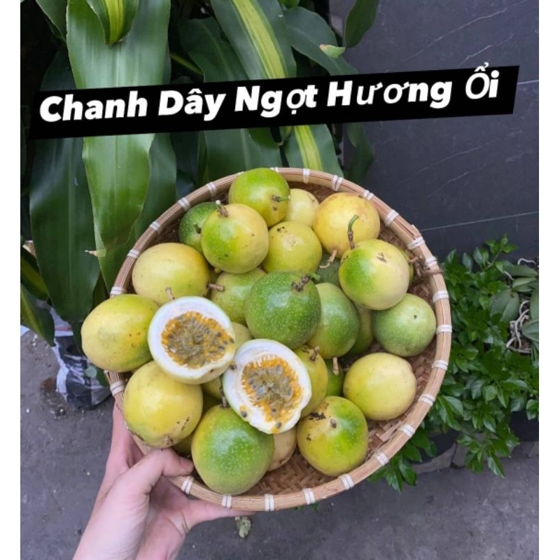 Trái chanh dây ngọt hương ổi - Freeship toàn quốc - Ăn ngọt 80% thơm vị ổi tự nhiên