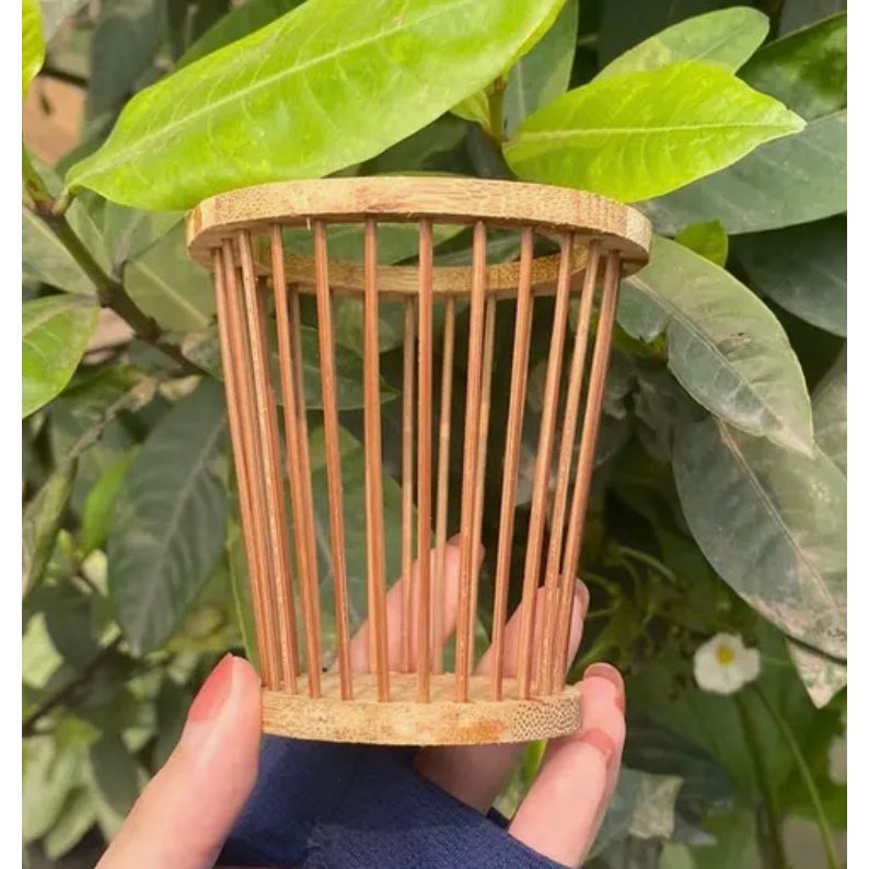 Chống ngoái, chống lộn cho chim chào mào