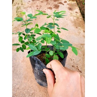 Rau ngót hàng bầu.