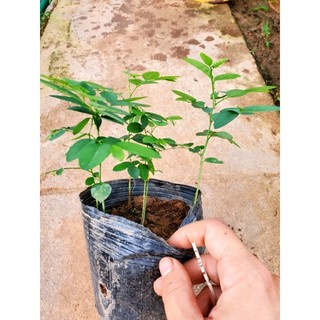 Rau ngót hàng bầu.