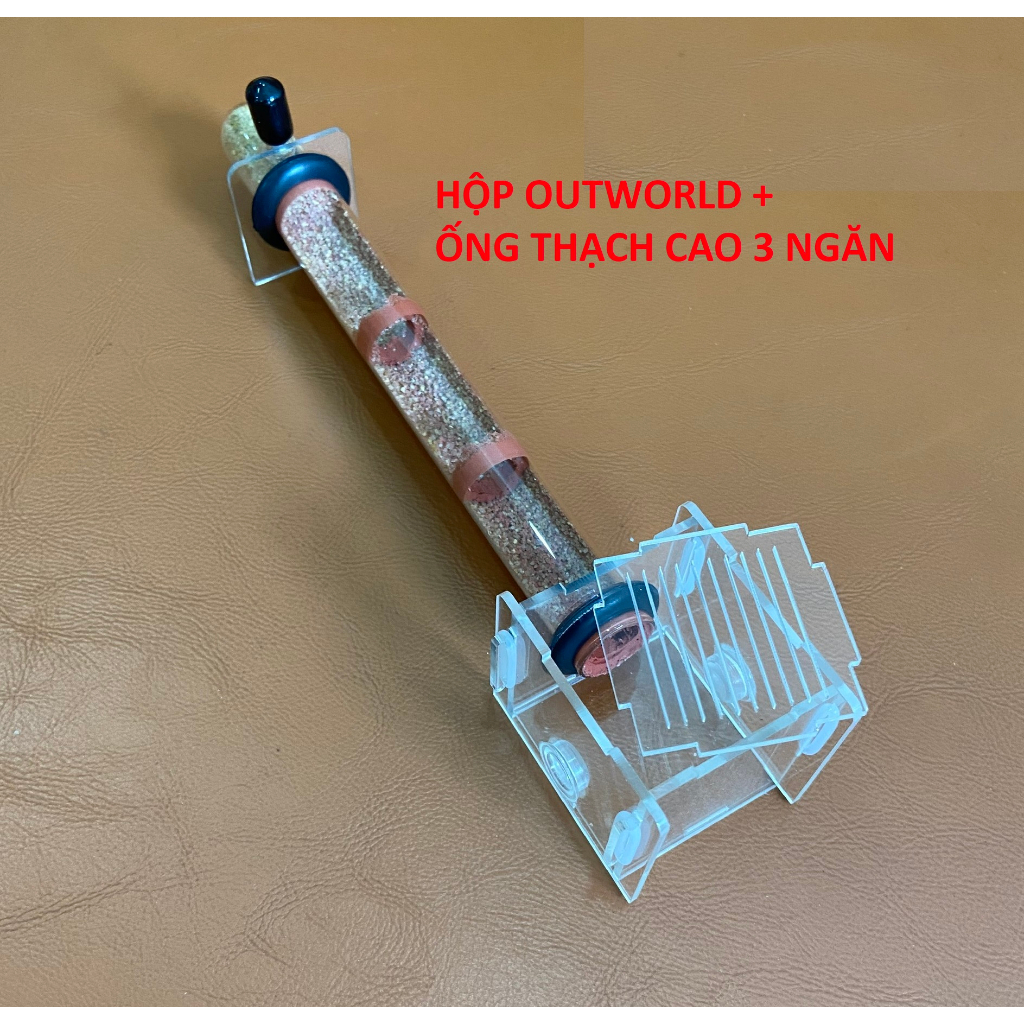 Tank Kiến Ống nghiệm / Tank dưỡng Queen và Đàn nhỏ Cao cấp Nhiều Chủng loại, Kích thước