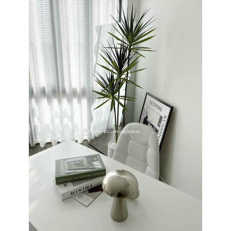 Cây phát tài 1,6m