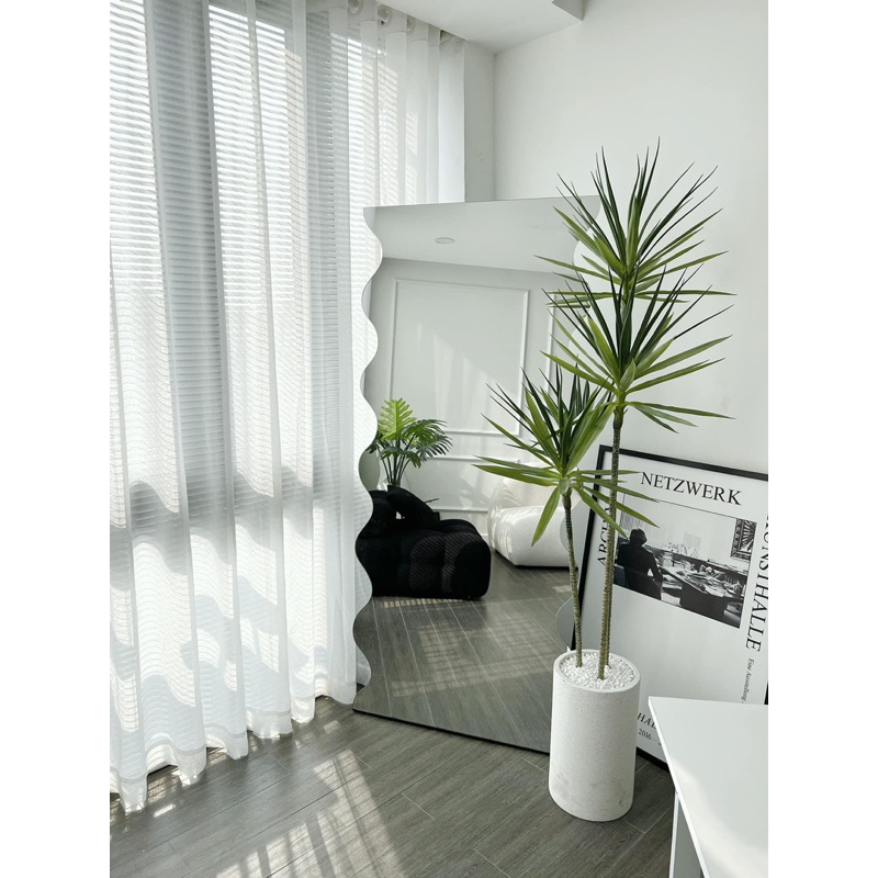 Cây phát tài 1,6m