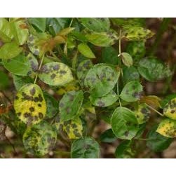 BÁCH BÊNH 900 gói 20ml.Trị đốm lá hoa hồng, vàng lá,sương mai, thán thư trên rau màu, hoa lan, cây cảnh