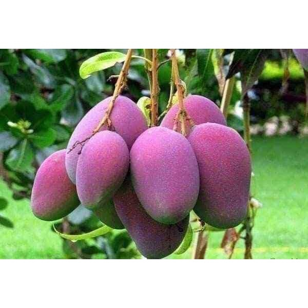 CÂY GIỐNG XOÀI NGỌC VÂN