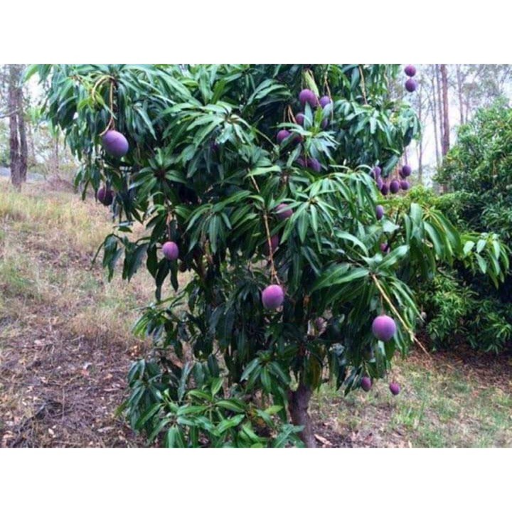 CÂY GIỐNG XOÀI NGỌC VÂN