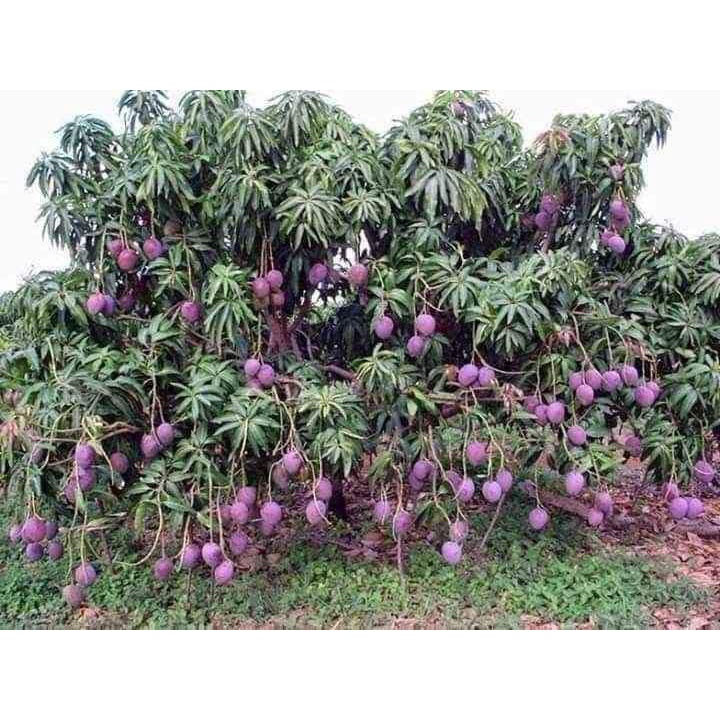 CÂY GIỐNG XOÀI NGỌC VÂN