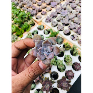 Sen đá hồng dĩa vỉ