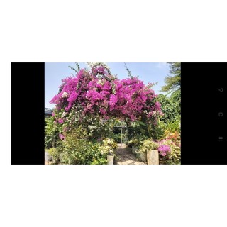 Cây bông giấy trồng công trình cao 70-90cm