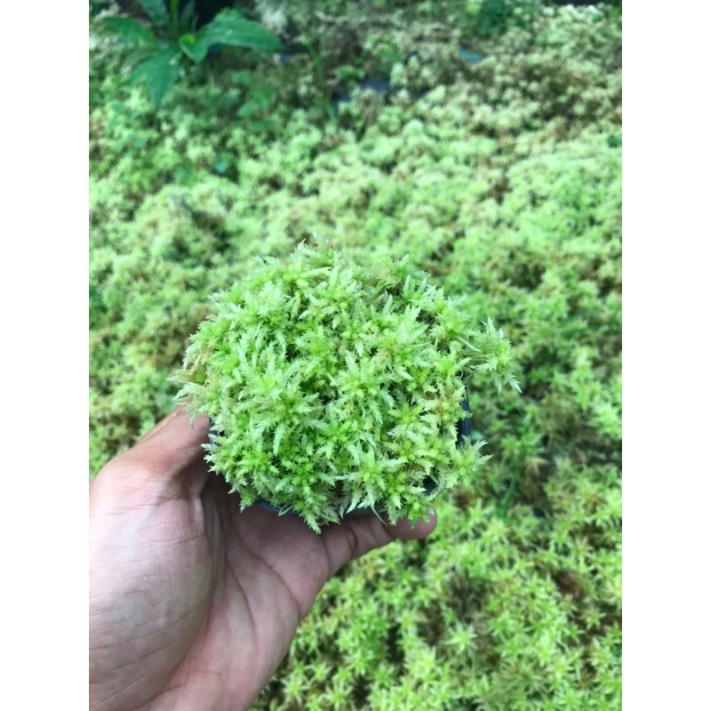 Chậu dớn Lescurii 7x7cm