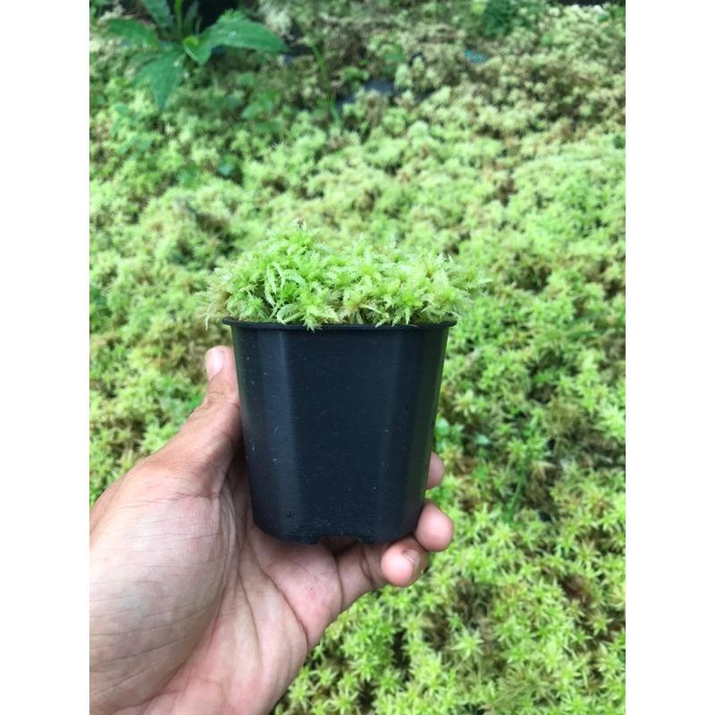 Chậu dớn Lescurii 7x7cm