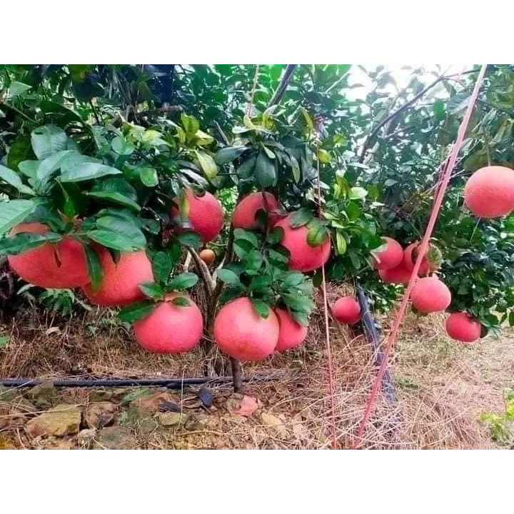 Cây giống bưởi đỏ tiến vua