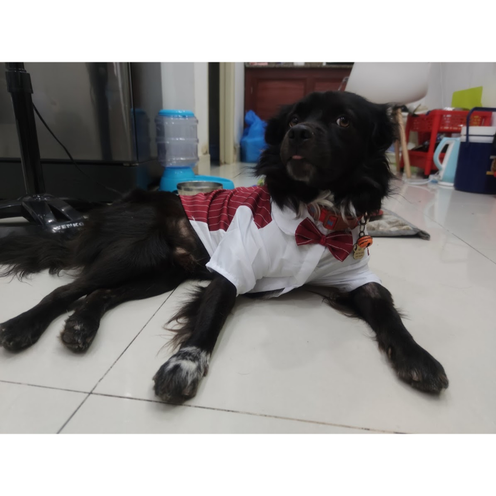 Áo vest thắt nơ lịch lãm hàng Quảng Châu có sẵn cho thú cưng chó mèo