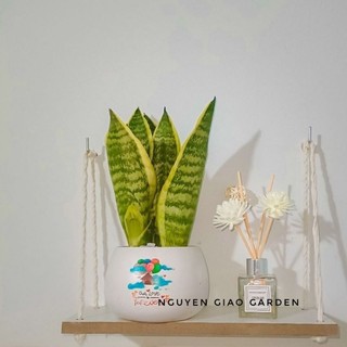 Cây lưỡi hổ viền vàng trang trí nhà cửa dễ chăm sóc, tốt cho sức khỏe