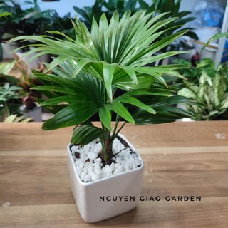 Cây cọ nhật trang trí sân vườn, tiểu cảnh dễ chăm sóc