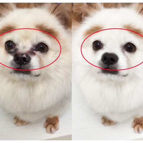 Nhỏ mắt BORAMMY  loại bỏ bụi bẩn, làm sạch mắt, ngừa viêm mắt và đổ ghèn cho chó mèo