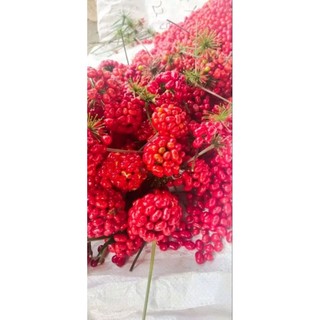 hạt giống tan thất hoang vào vụ