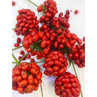 hạt giống tan thất hoang vào vụ