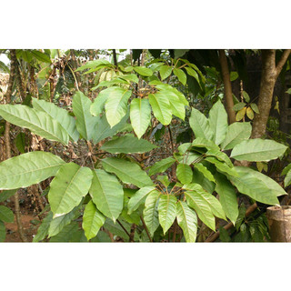 Lá Đắng tươi 500g ,1kg(Lá Lằng, Chân Chim)