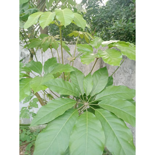 Lá Đắng tươi 500g ,1kg(Lá Lằng, Chân Chim)