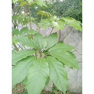 Lá Đắng tươi 500g ,1kg(Lá Lằng, Chân Chim)