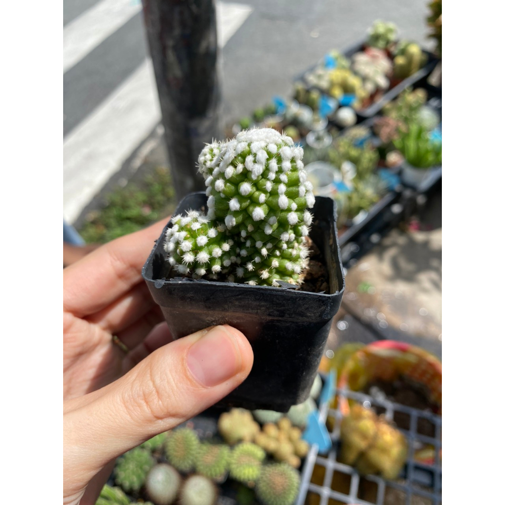Xương rồng tuyết trắng, giá rẻ . Ship cây ngẫu nhiên