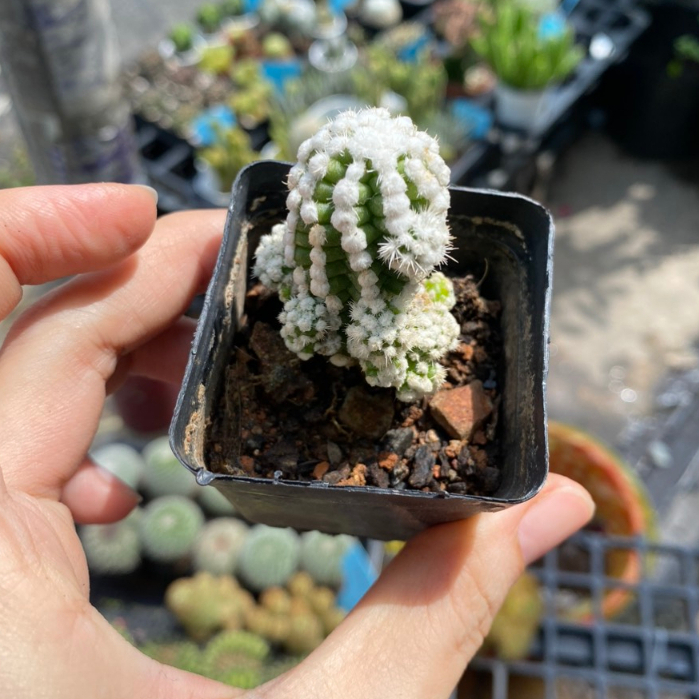 Xương rồng tuyết trắng, giá rẻ . Ship cây ngẫu nhiên