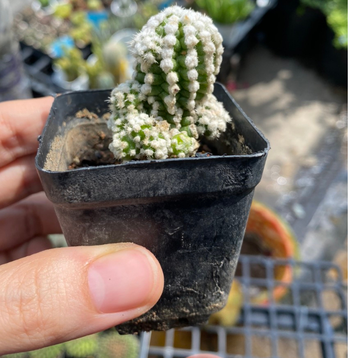 Xương rồng tuyết trắng, giá rẻ . Ship cây ngẫu nhiên