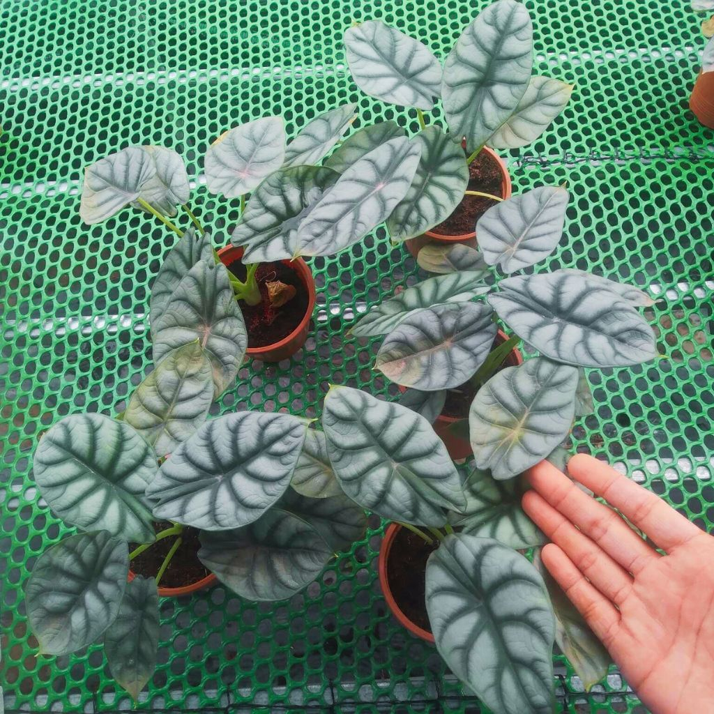 Cây rồng bạc, Silver Dragon, Alocasia, kiểng lá, trang trí bàn làm việc, nhà cửa, sân vườn