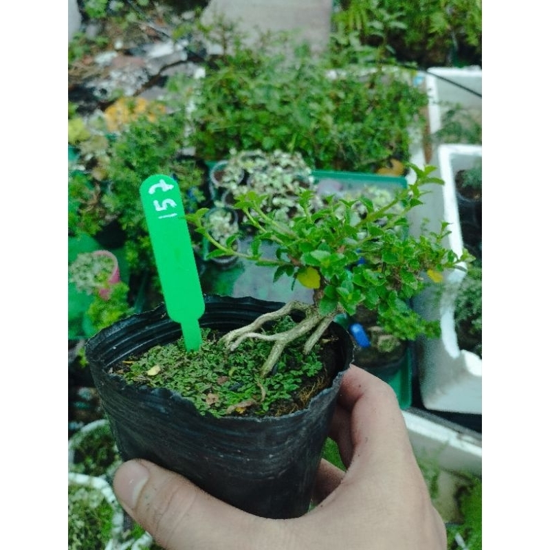 Sam hương mini. sỉ inb