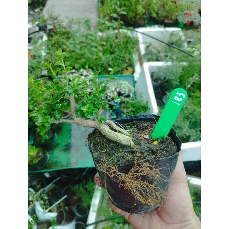 Sam hương mini. sỉ inb