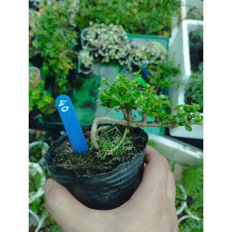 Sam hương mini. sỉ inb