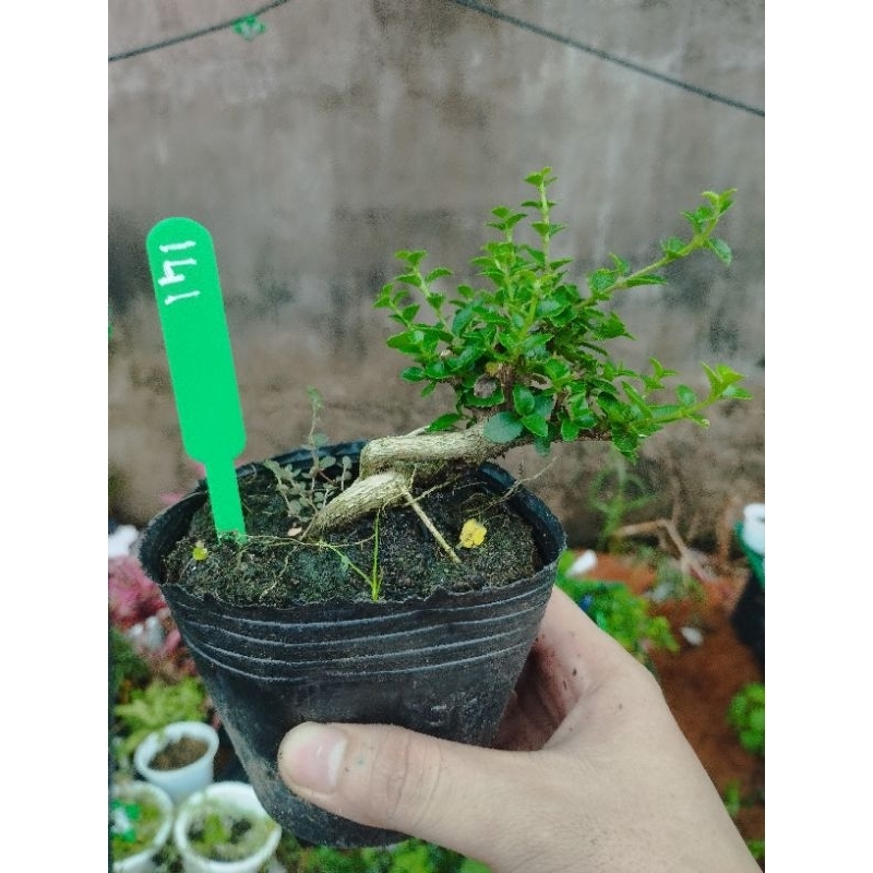 Sam hương mini. sỉ inb