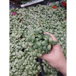 Lá May mắn( cây cẩm nhung) sỉ inb