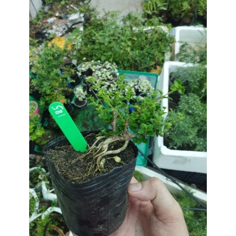 Sam hương mini. sỉ inb