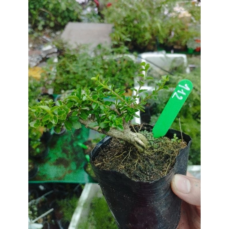 Sam hương mini. sỉ inb