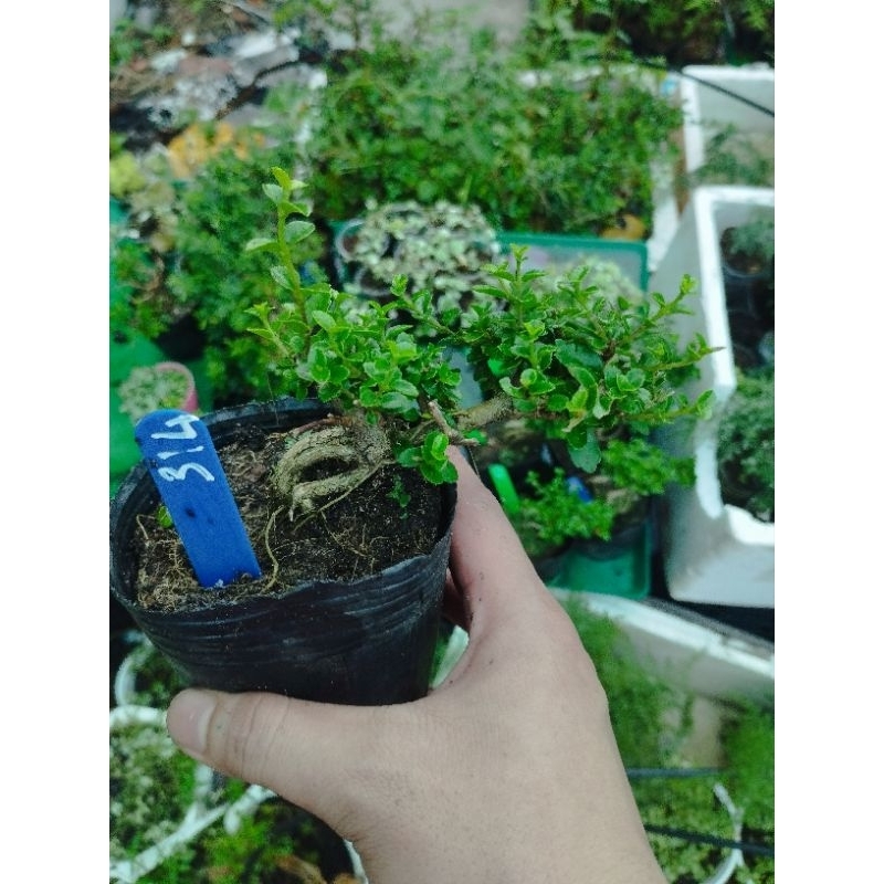 Sam hương mini. sỉ inb