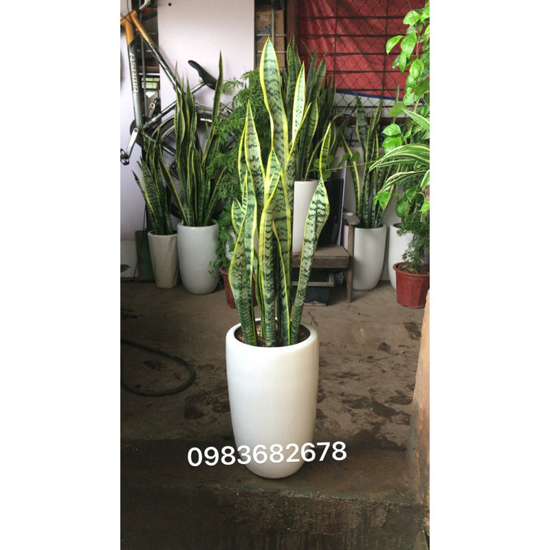 Cây lưỡi hổ vàng