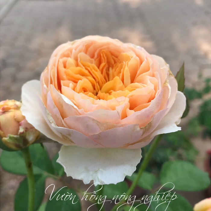Hoa hồng Juliet Rose - hồng bụi, hoa thơm