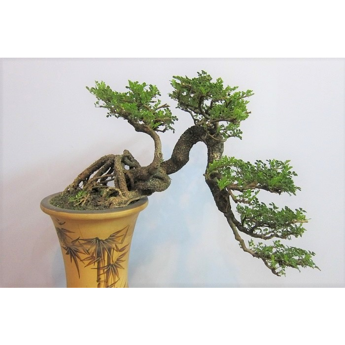 Cây Cần Thăng Bonsai cổ thụ đặt trên bàn làm việc, .. sẽ mang lại nhiều thành công ( sản Phẩm Thật)