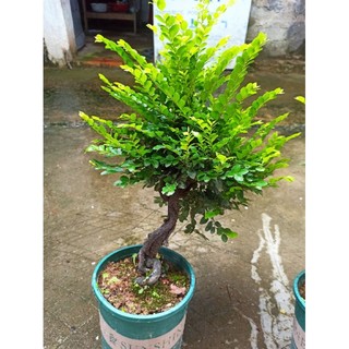 Cây tùng đen, cứt chuột Quảng Ninh