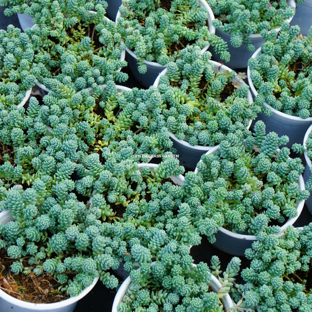 Sen đá Sedum Hoa Hồng chậu trung 8cm giống hình GLASS GARDEN