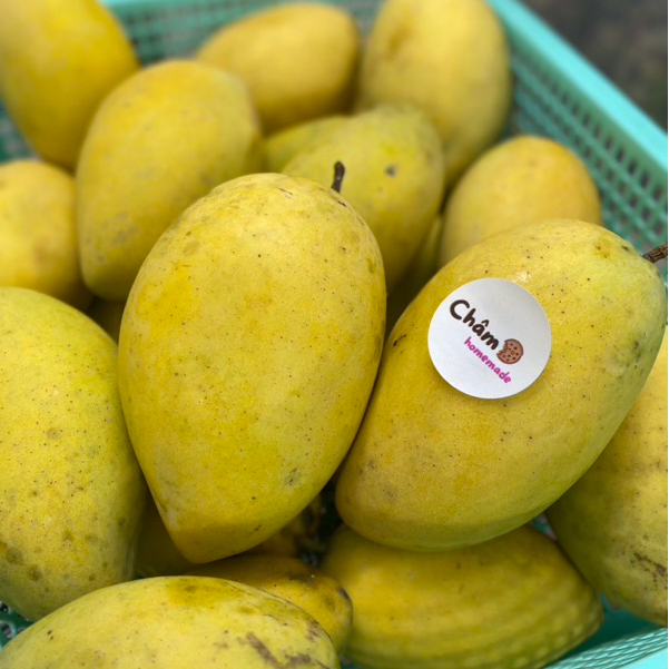 Bánh ăn dặm sữa chua cho bé từ 6 tháng thơm ngon giòn tan Châm Homemade