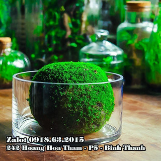 Bể cá thủy tinh mini để bàn, chậu thủy tinh trang trí, chậu thủy tinh trồng cây thủy sinh 20x10