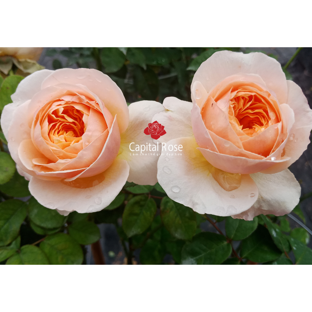 Hoa hồng Juliet Rose - hồng bụi, hoa thơm